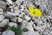 40 Nel Mandrone Papavero alpino (Papaver rhaeticum)